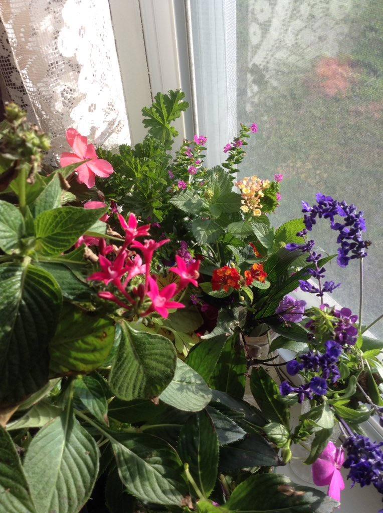 pretty flowers...cuttings #mexicanpetunia #mexicanheather #angelwingbegonia #newguineaimpatiens #coleus #lantana for next year's garden