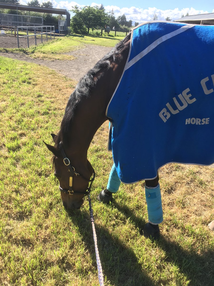 RDidham's tweet photo. Fairlight ready to rumble tomorrow!! #allinracing #benappley #getup #hopefullywinning https://t.co/9ApP8ci4U1