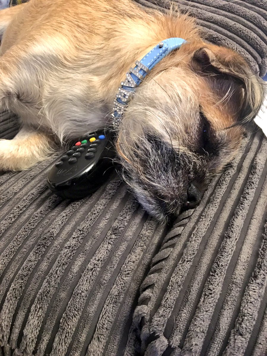 Harry the Border Terrier = ruler of the remote control #manchester #dogsoftwitter #borderterrier #tv #sundaychills #familytime #dogslife 🐾🐶💕