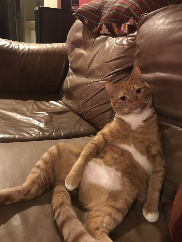 Dazeecat's tweet photo. @LilyLuWhoT @IamRustyCat @mewmewmurphy @TiggyBean @moviecandi @NoCrybabyDoGs @snoopytheonly @Skeeterthetabby We good!! https://t.co/njsNz30n0w