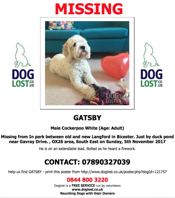 DogLostUK's tweet photo. #LOST GATSBY
Male #Cockerpoo #OldLangford #NewLangford #Bicester #OX26 
#Lostdog #ScanMe  https://t.co/YuAxEBGbFZ https://t.co/78ErecbLuB