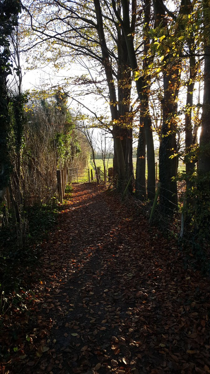 Hadlow_Heart's tweet photo. Sunny Autumn evening #Hadlow access trail. What a fabulous place to live. ❤ https://t.co/gD82uXvP3O
