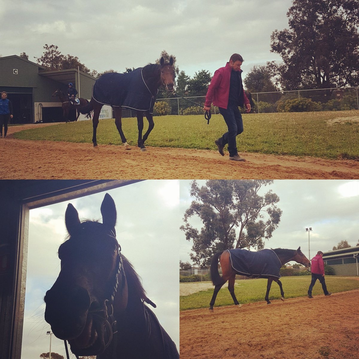 frizzzzbee's tweet photo. #TIBERIAN #MELBOURNECUP  #AUSTRALIANTHOROUBREDBLOODSTOCK #HARASDULOGIS #UNDERDOGWITHOUTREASON #BESTFORMONPAPER https://t.co/q8Nv0dnbWK