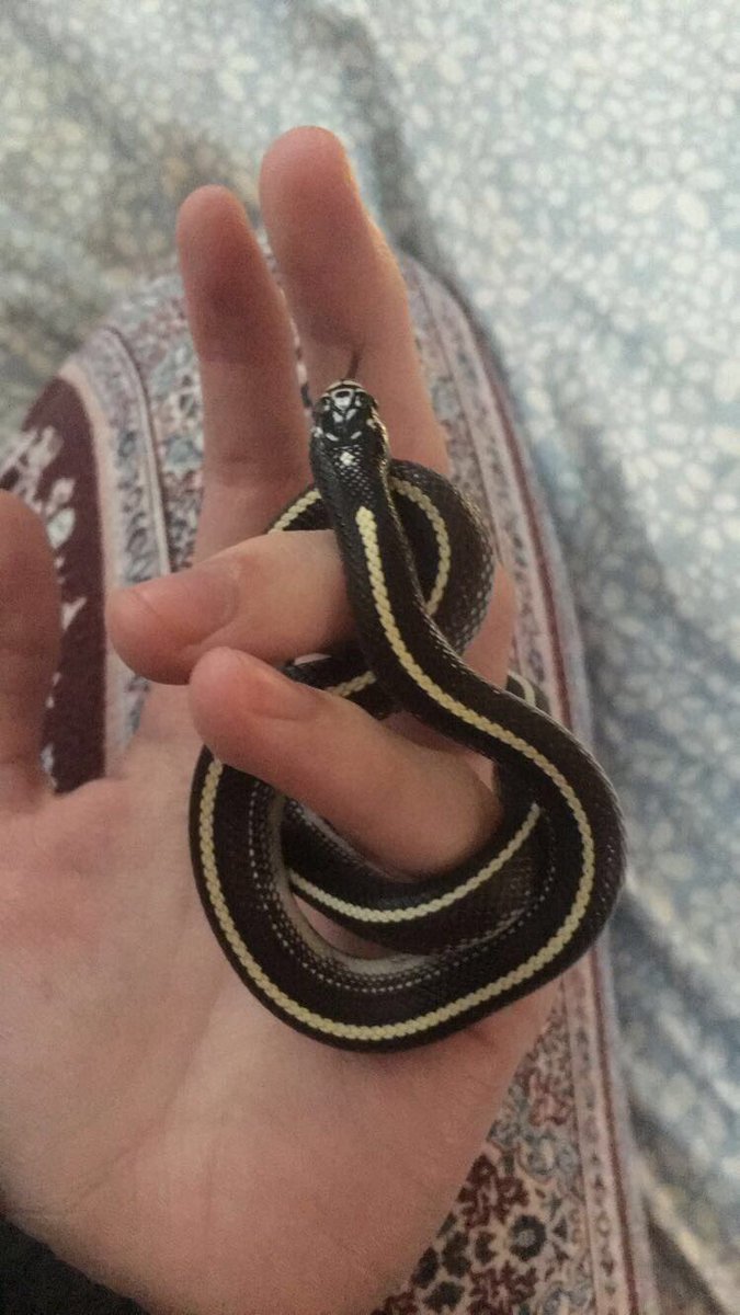 ThatLizardLady's tweet image. Name suggestions for this little girl?