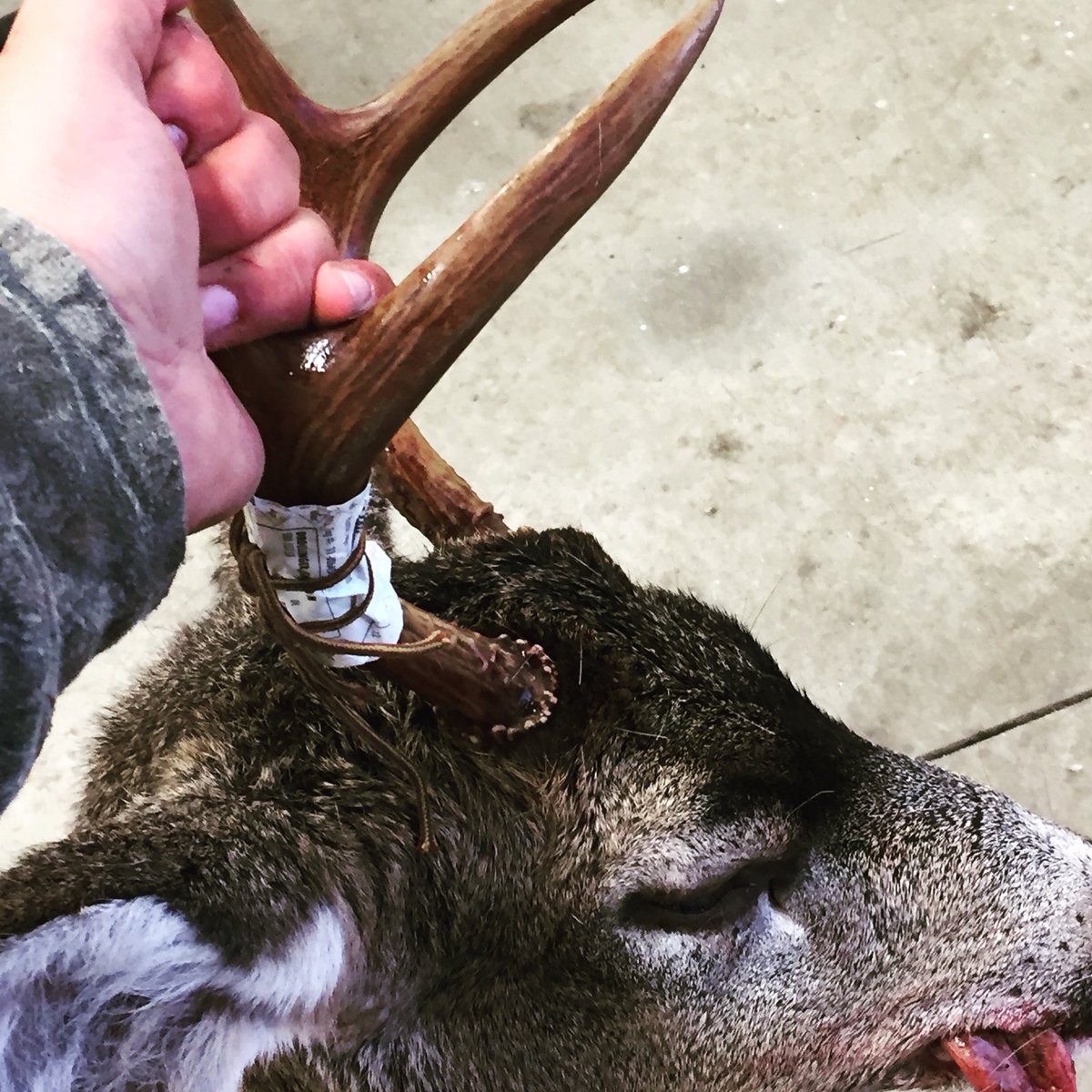 KidInWhite_77's tweet photo. First buck! #pnw #blacktail #deer https://t.co/6uIXdPDUMI