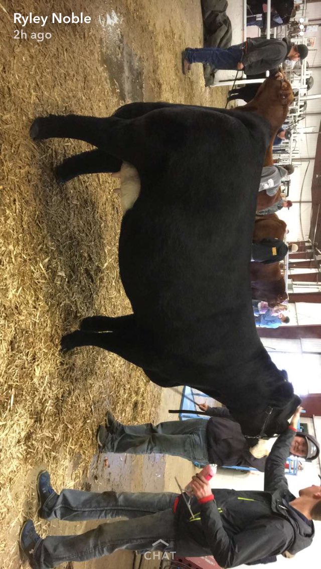Champion Simmental Bull and Female at Lloydminster, With Cpt. Scream being named supreme bull! Thanks to everyone involved!