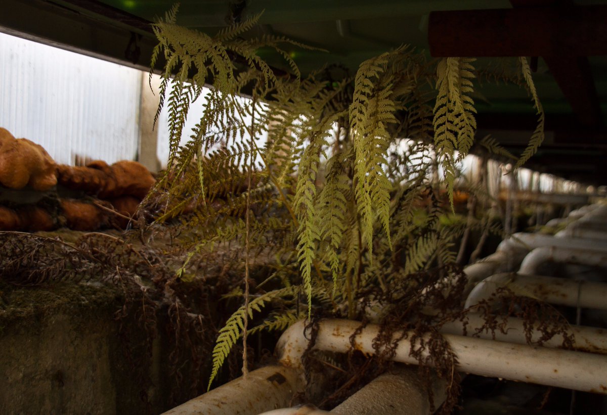NordicUrbex's tweet photo. #urbex #urbexnorway #nordicurbex #abandoned #greenhouse #forfall #forlatt #drivhus @KeithIsHereYT @WorldAbandoned @abandonedspaces https://t.co/GT6yQ6SxmQ