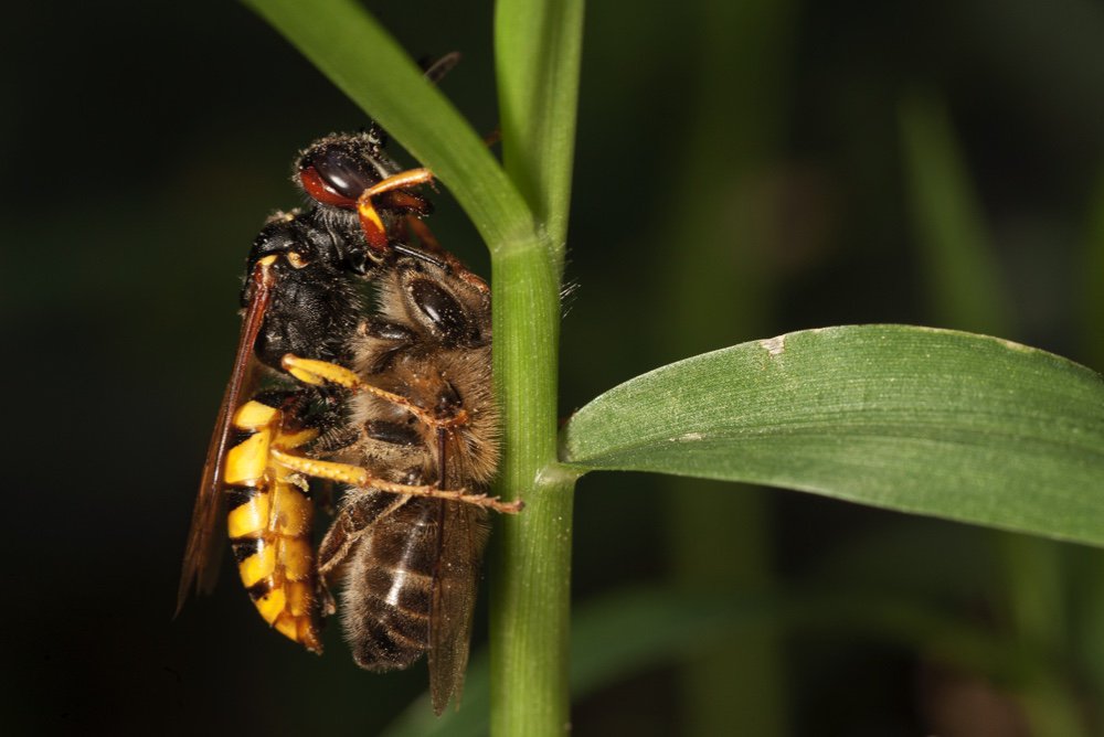 WildlifeMag's tweet photo. What is a beewolf &amp; why is it special?

Find out in our current issue with @bugmanjones: https://t.co/cVWWQvNwin 
📷Milan Radisics/@naturepl https://t.co/8AupT8wz1v