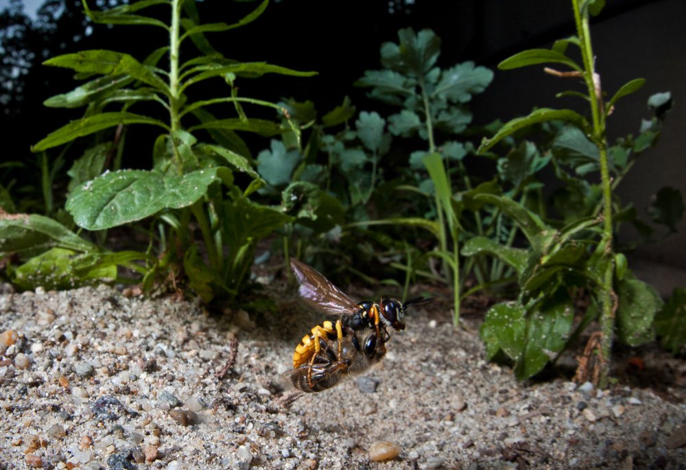 What is a beewolf &amp; why is it special?

Find out in our current issue with <a href="/bugmanjones/">Richard Jones</a>: bit.ly/2i367CV 
📷Milan Radisics/<a href="/naturepl/">NaturePictureLibrary</a>