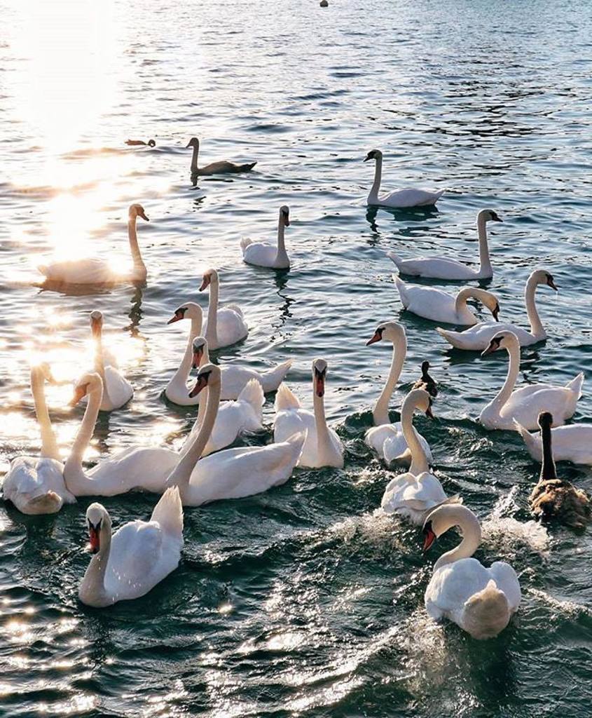 SwissMyLove's tweet photo. ⭐️ Swan Lake
📍 Switzerland
🙏 Photo by @natasa.nedovic
💖 #switzerlandmylove #viatormundi
👑 You might also like @alp… https://t.co/wwEk5VobaY https://t.co/plkr3EeCff