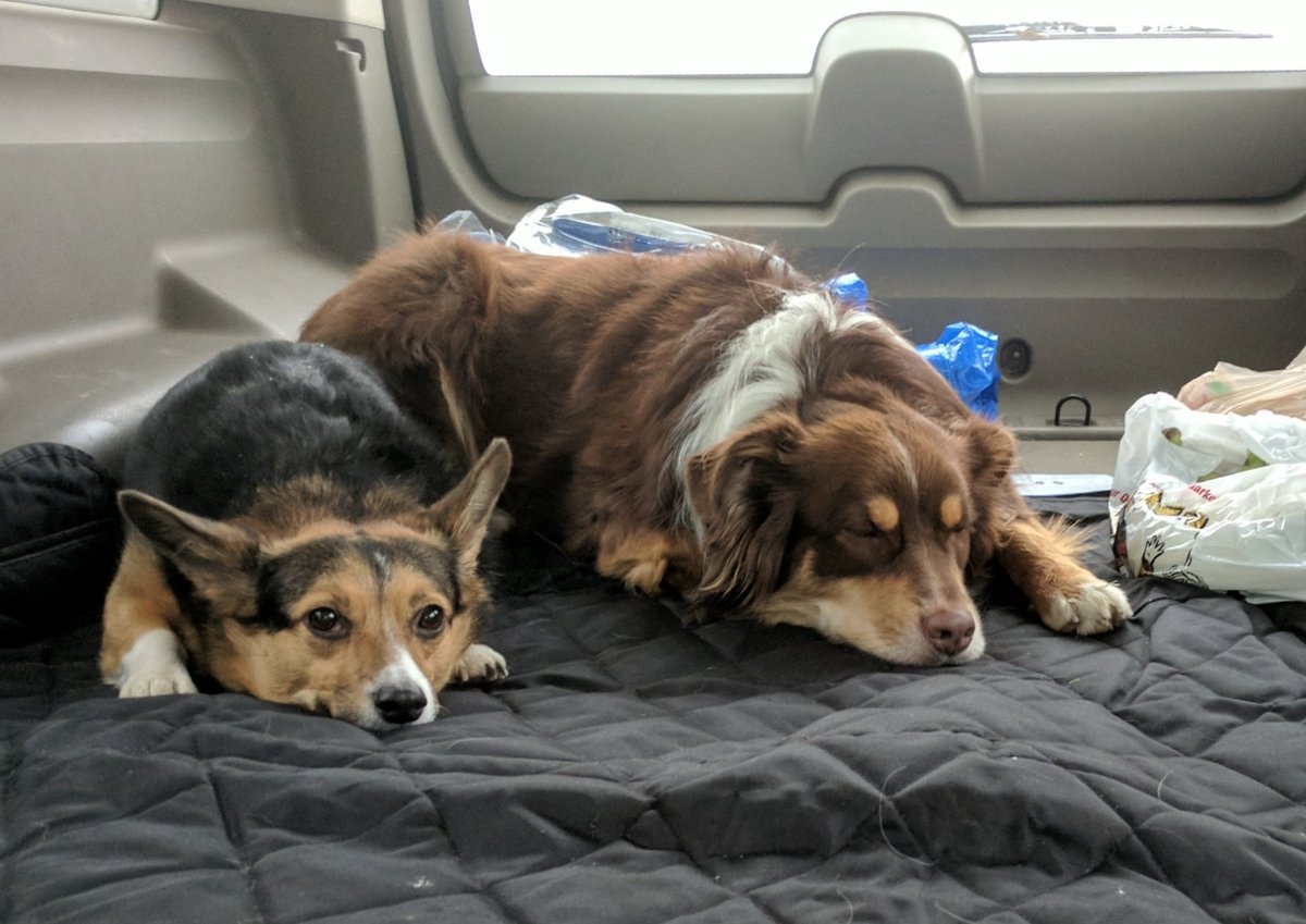 Dubble_Deee's tweet photo. Puppers slain by a day of speedrunning #australianshepherd #corgi https://t.co/kkLt3mTDS8