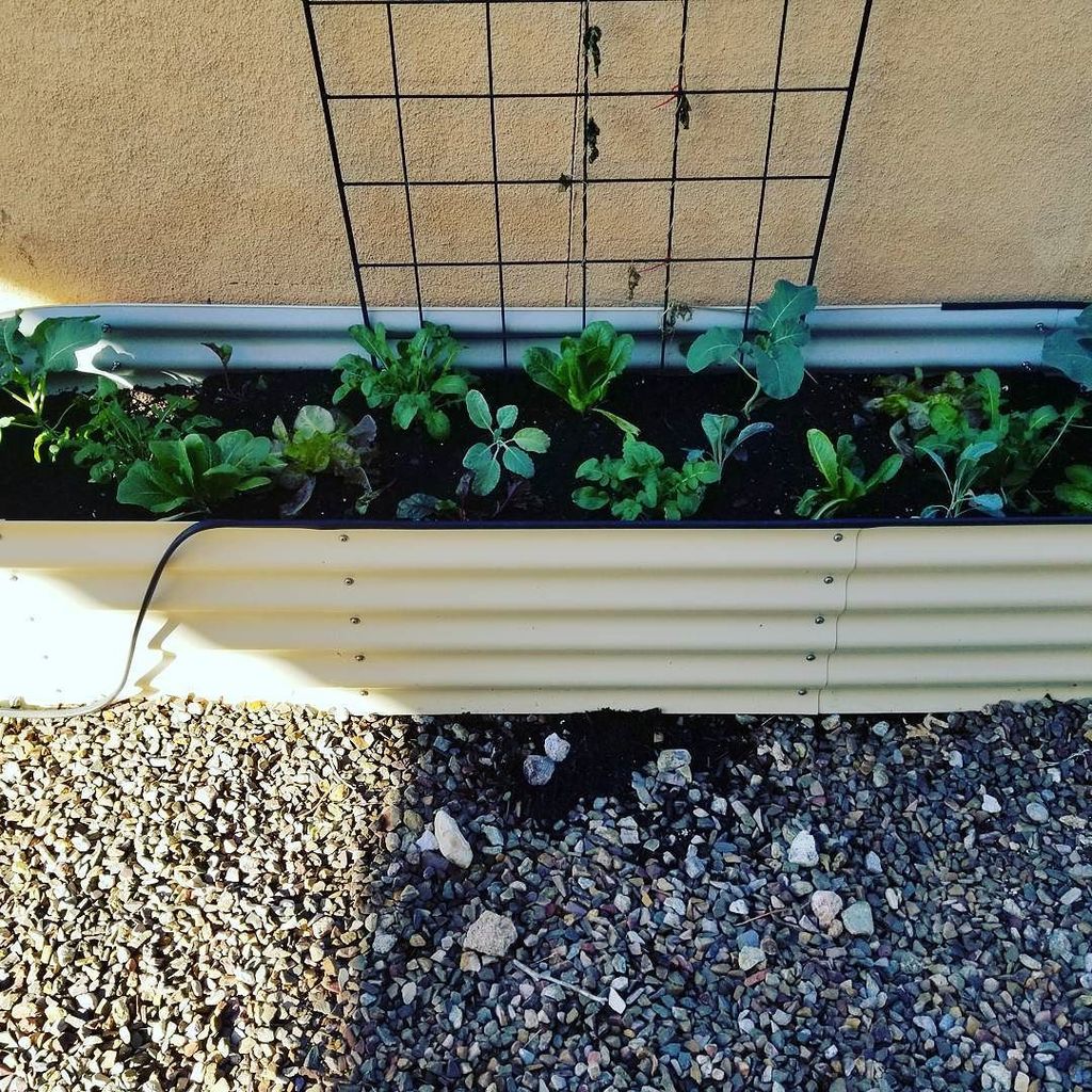 wineandshallots's tweet photo. One of my beautiful raised beds! #mesquitevalleygrowers https://t.co/n0JJVP9yRB https://t.co/3uDiKH5Qgm