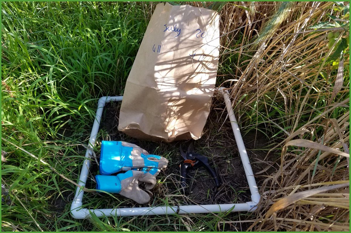 Aleisa writes about her #sustainableRIVER experience with #plant establishment affecting #prairie composition! tinyurl.com/prairiecomp #REU