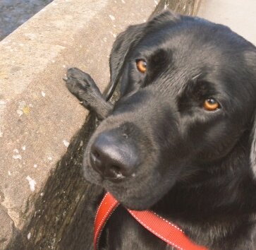 benedictasdogs's tweet photo. https://t.co/MFnocvOrwZ