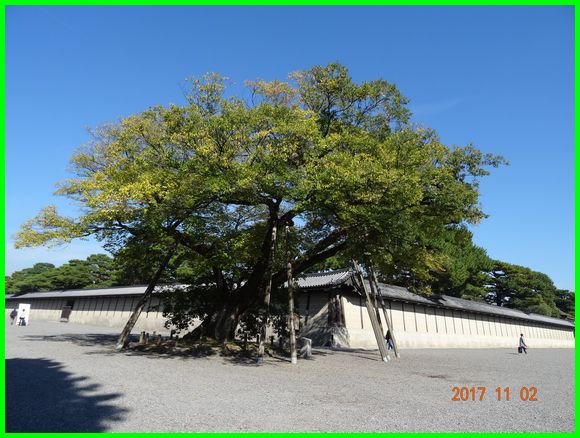 名付け 椋 とはどういう植物 名前に良い字 悪い字