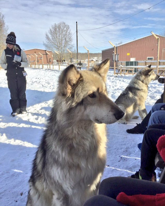 ProtectGaia's tweet photo. Had an amazing time in #Banff this past weekend. I got to feed wolfdogs right out of my hands! #exploreAlberta 🏔️ https://t.co/yfu9e2Eh1x