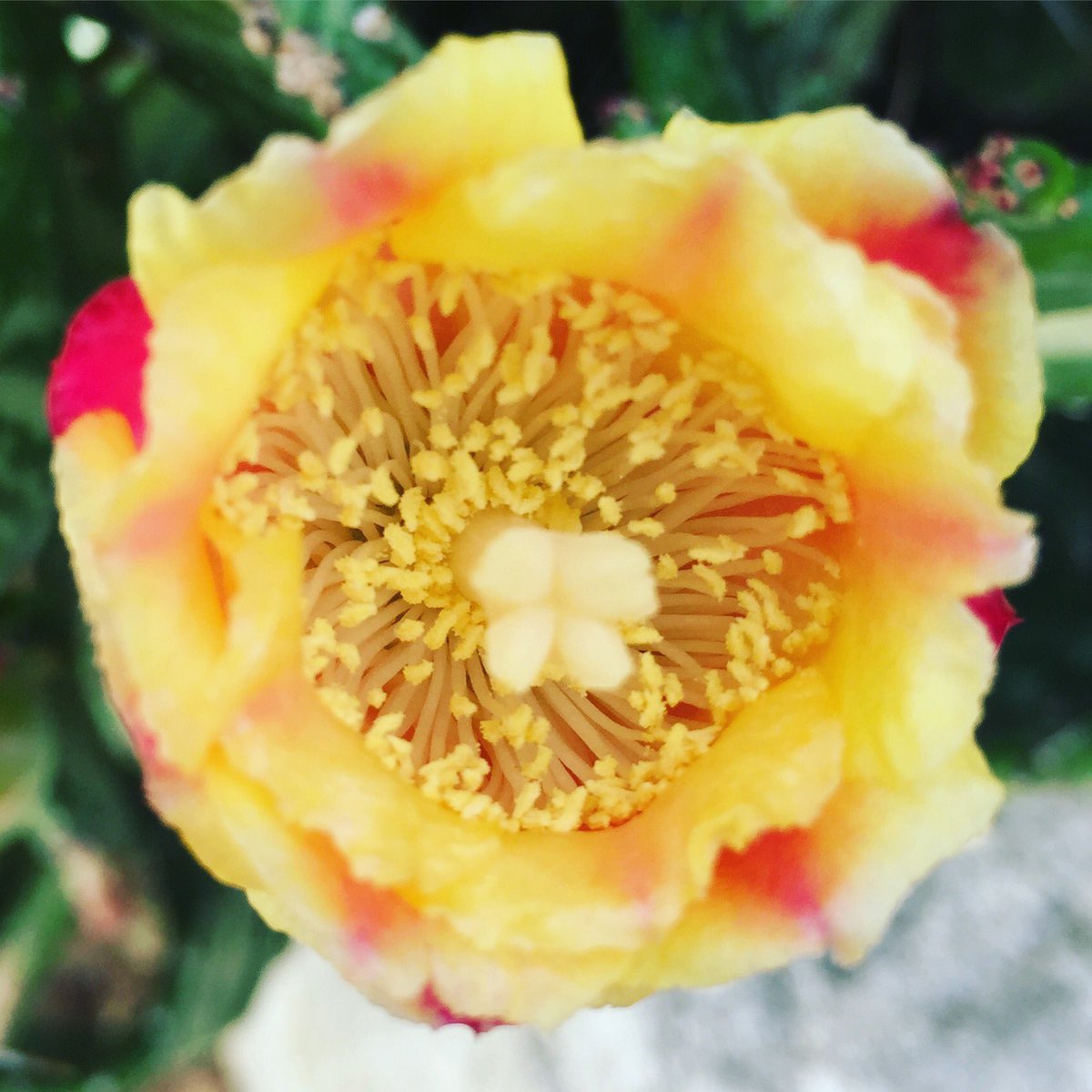 FlowerNicholle's tweet photo. Got out of the writers block today! Wahoo soon it will be published and a best seller. #book #writer #publish #naturopathy #lifestory https://t.co/LWNxtJk5R3