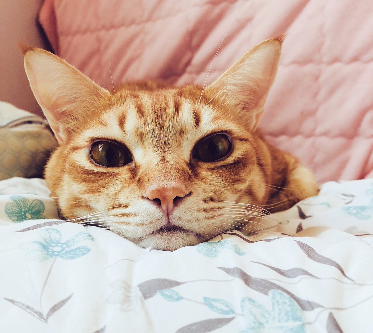 울음따발총🤦‍♂️ 약밥임자🐱 tweet media