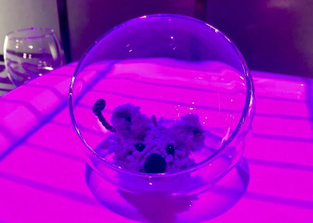 virginia_arango's tweet photo. Ya se cansó 🐭😂 #TopChefSV @BenjaTopChef https://t.co/OngyUI7Ky0