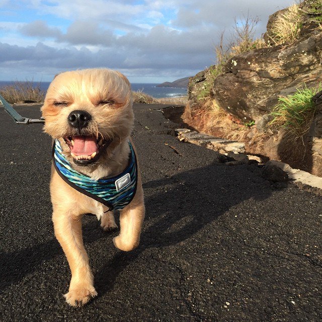 LIFE IS GOOD! #ratterpack #hapadogs #hilife