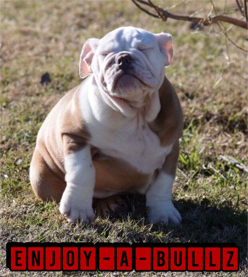 Queen City Bulldogs (Q_C_Bulldogs) Twitter