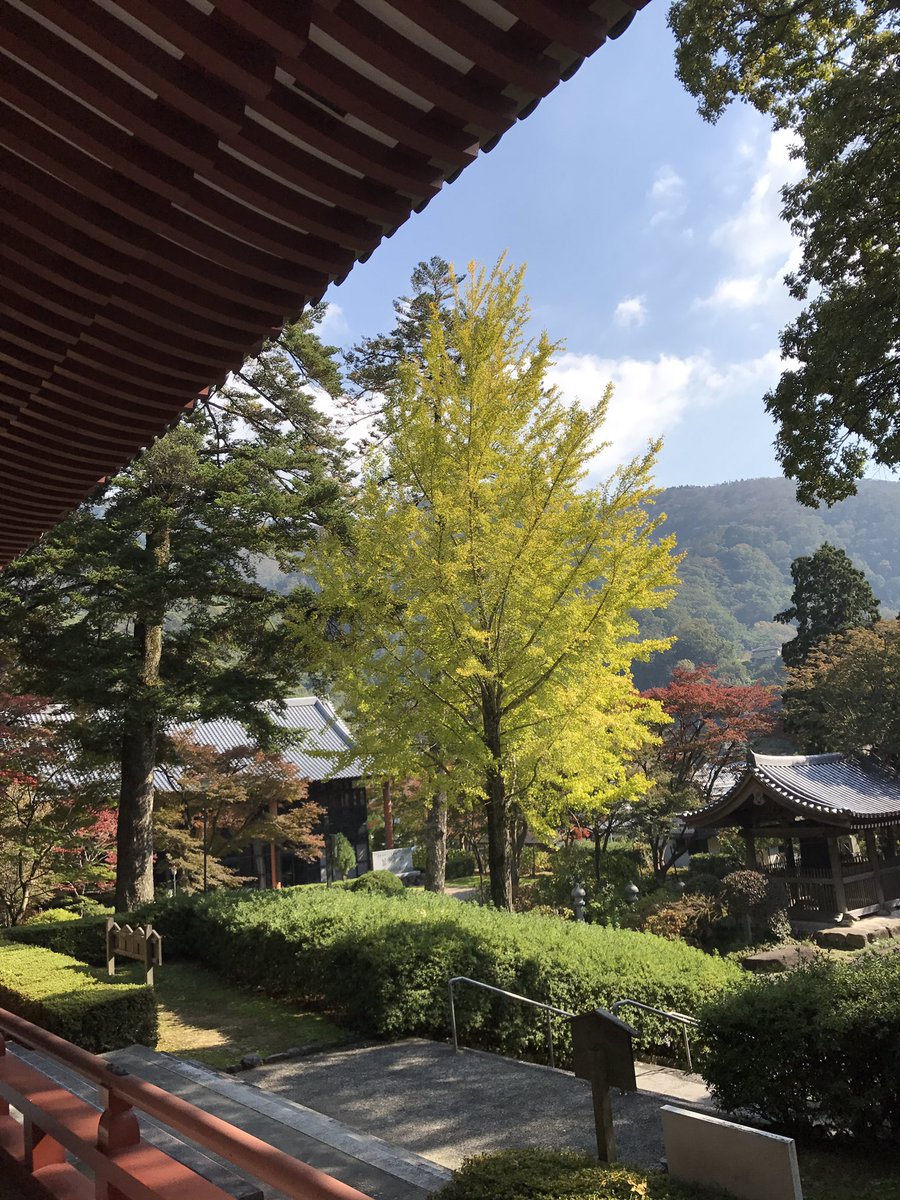 久安寺 久安寺です イチョウが黄葉し始めております 綺麗ですよ イチョウ銀杏 イチョウ目イチョウ科イチョウ属 本堂前 雄株 楼門前 雌株 Ginkgo 花4月 実 銀杏 9月 11月 仏教伝来とともに中国からやってきた 花言葉 荘厳長寿鎮魂 T Co