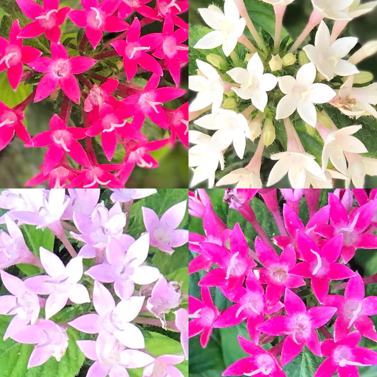 Same Colurs: Different FlowersSame Flowers: Different Colours #HomeGarden