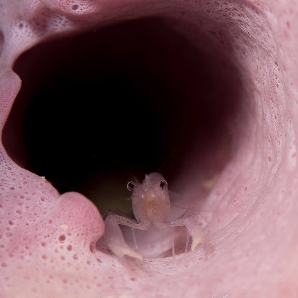 cangdoki's tweet photo. It's #MacroMonday! Beautiful matching color of this commensal sponge shrimp and its sponge host. #macrophotography #underwaterphotography https://t.co/sCmpRBAS7v