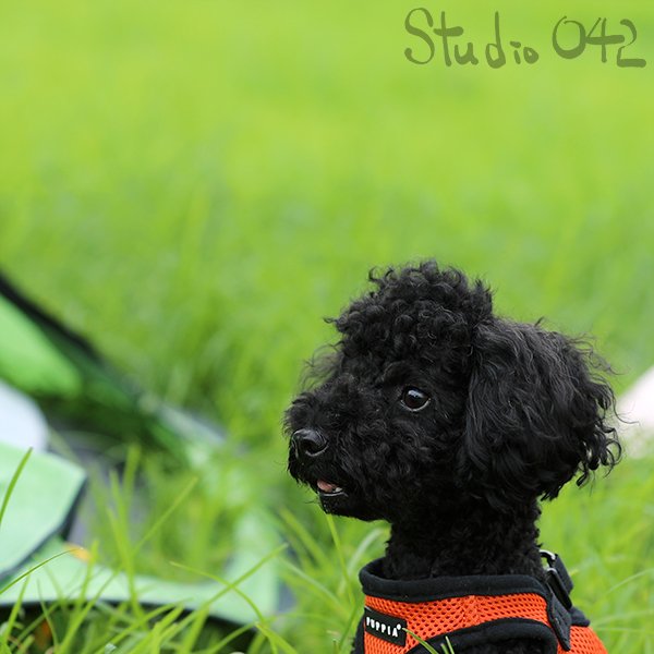 studio_042's tweet photo. 한강공원에서 만난 귀요미 칸쵸!!
#스튜디오042 #studio042 #photo #photographer #photograph #반려견 #반려동물 #반려동물사진 #강아지 #개스타그램 #펫스타그램 #멍스타그램 #독스타그램 #puppy #dog #instadog #puppystagram #pet #강아지스타그램 #잠원한강공원 #칸쵸 https://t.co/175tfavzdq