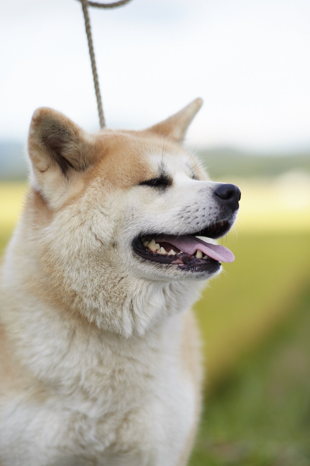 あきたびじょん Sur Twitter もふもふ 先ほどから画像を連投している 秋田犬 あきたいぬ は海外人気が大変高い犬種 Akita で画像検索すると ぜひお試しください もふもふ T Co Xhz40zzqtt Twitter