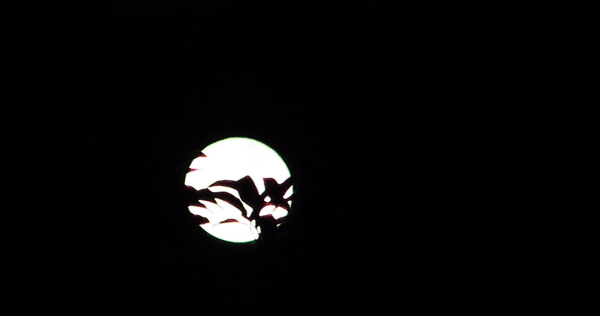 DSutterButter's tweet photo. #FullMoon was amazing last night! https://t.co/Bk86X1fXIY