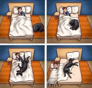 Uyanamayanlara ve yatağını minik dostlarına kaptıranlara kocaman bir günaydın! ☺️❤️🐾