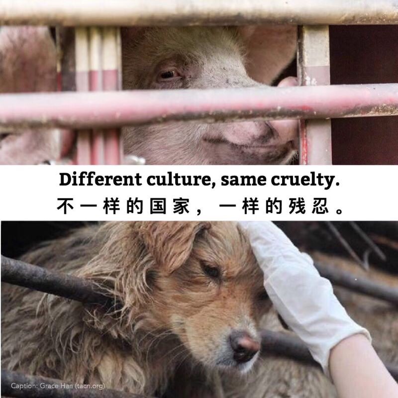 tofanyi's tweet photo. #GoVegan #China #吃纯素 https://t.co/NUtJ1mkd9m