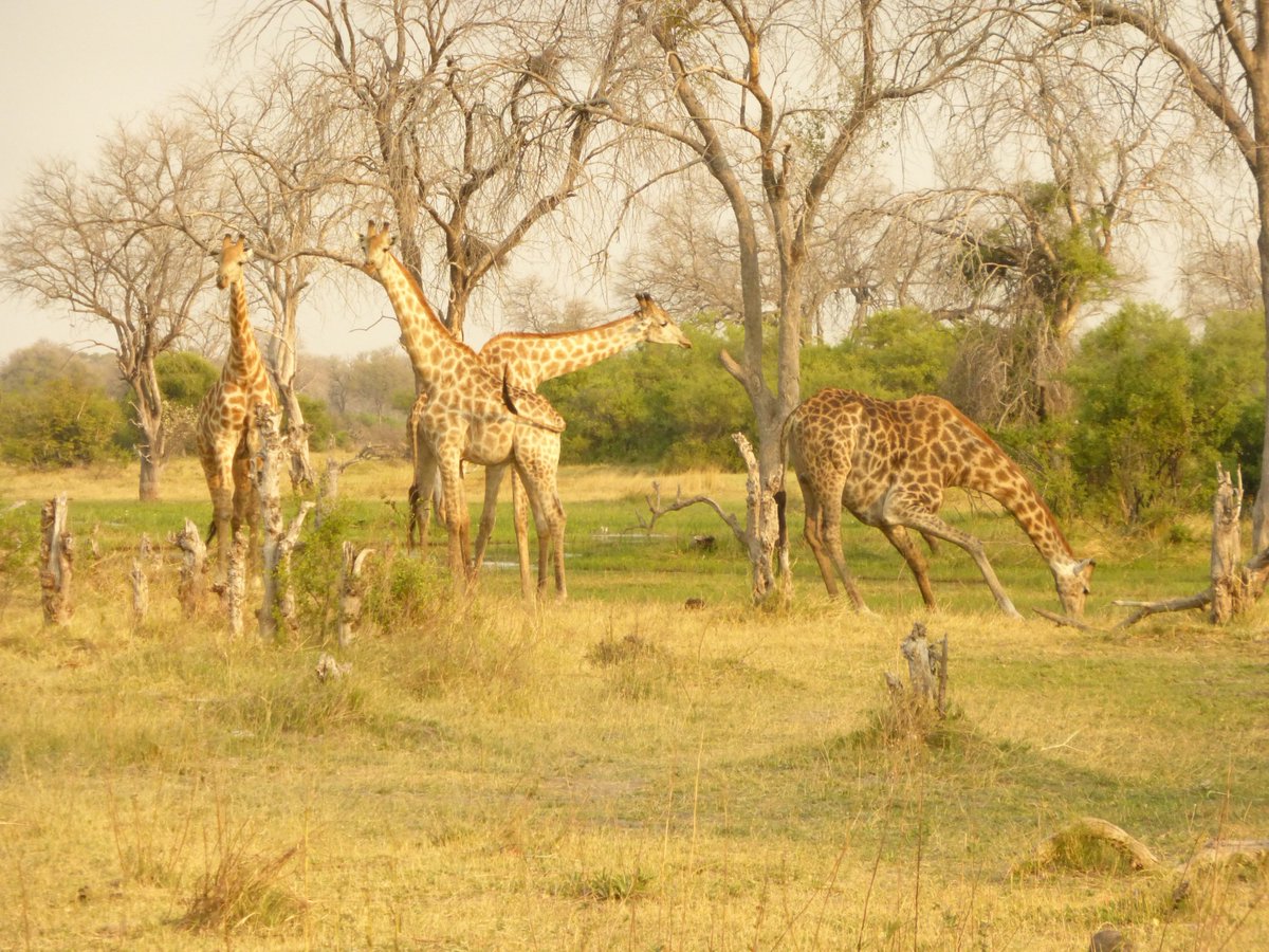 NatSelection1's tweet photo. All manner of spots grace the landscape of Khwai Private Reserve. Which is your favourite?

#safarisofcharacter https://t.co/OJ55W0DCaL