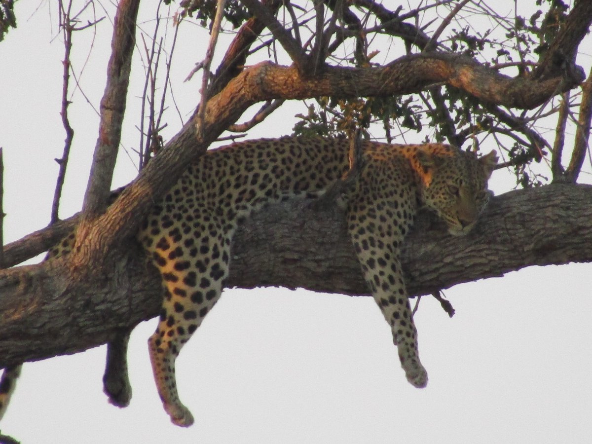 All manner of spots grace the landscape of Khwai Private Reserve. Which is your favourite?

#safarisofcharacter