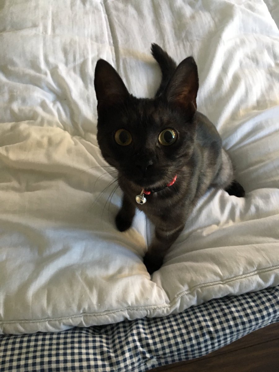 lozzikins's tweet photo. If this isnโt the cutest thing youโll see today then Iโd be as confused as lily !! #loveher #squeezeher https://t.co/fD2I9Sh62S