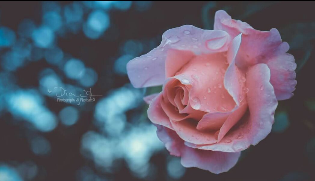 DKramerPhotoart's tweet photo. Hope you have a #wonderful #monday 💮 @MarionSpekker @richirsv @JenaC2  @TommyAbdurahman @mesfer17 @adriatic_sea_ https://t.co/PaSQ5OUzkR https://t.co/Z98UY98juo
