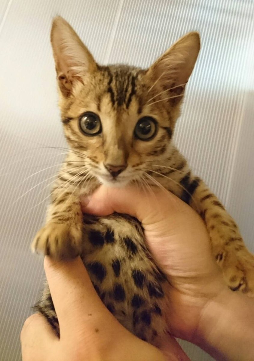 ベンガル 猫 里親