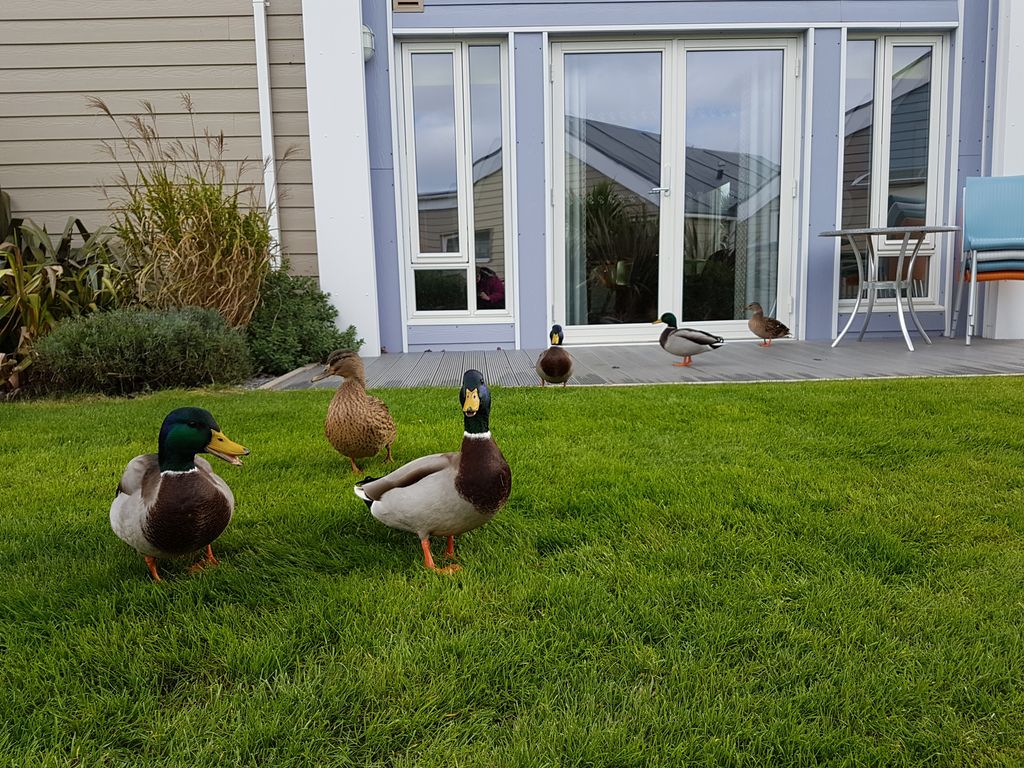 lifewithanguish's tweet photo. I'm not sure how Piglet is going to feel about leaving her quack quacks behind today #WWEButlins #WWEMinehead @Butlins https://t.co/YM2JK1EtwP