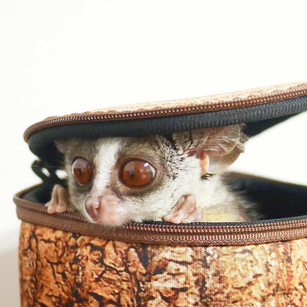 Twitter 上的 ショウガラゴのピザトル Pizzatoru 映画グレムリンのギズモが箱から覗くシーンを再現するピザトル T Co Ebzd5wwcmc Twitter