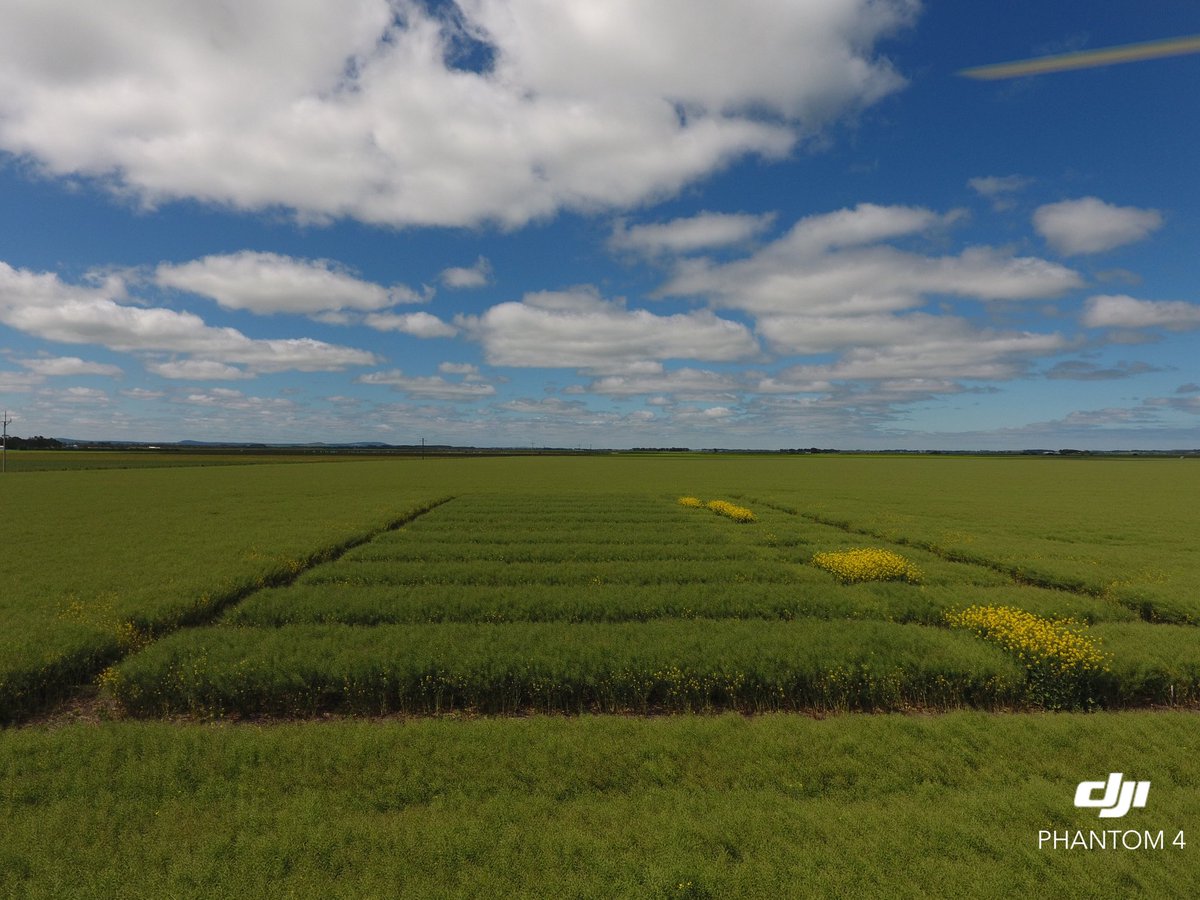 flicturner's tweet photo. Millicent CL Canola &amp; #GRDCStubble site. See you Thursday @Mackillopfarm https://t.co/zPb7wNtD9i