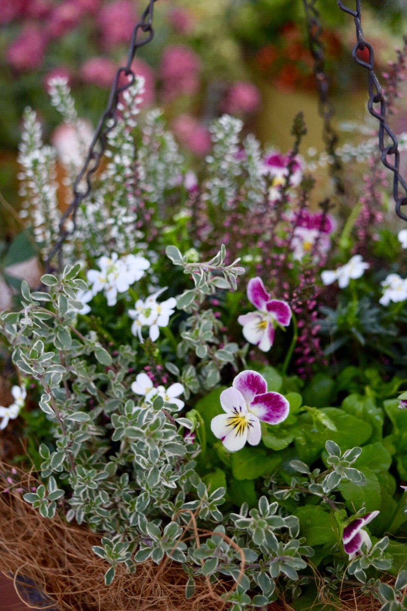 트위터의 わたなべ花壇 入荷速報 님 ビオラ ピンクラビット 吊り下げハンギングで楽しみましょ 花 寄せ植え わたなべ花壇 ガーデニング