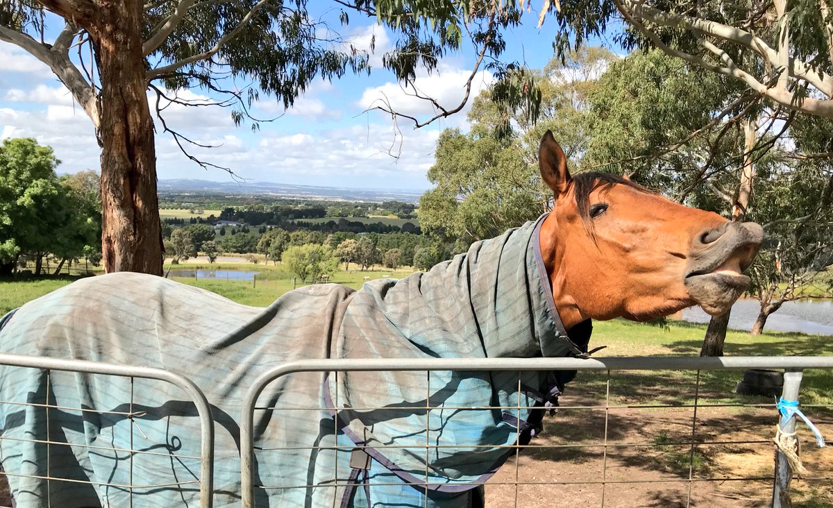 jtzaf's tweet image. Contrary to what you might read/hear over the next 24 hours, this is the fate of thousands of failed/slow racehorses - a happy life @Racing