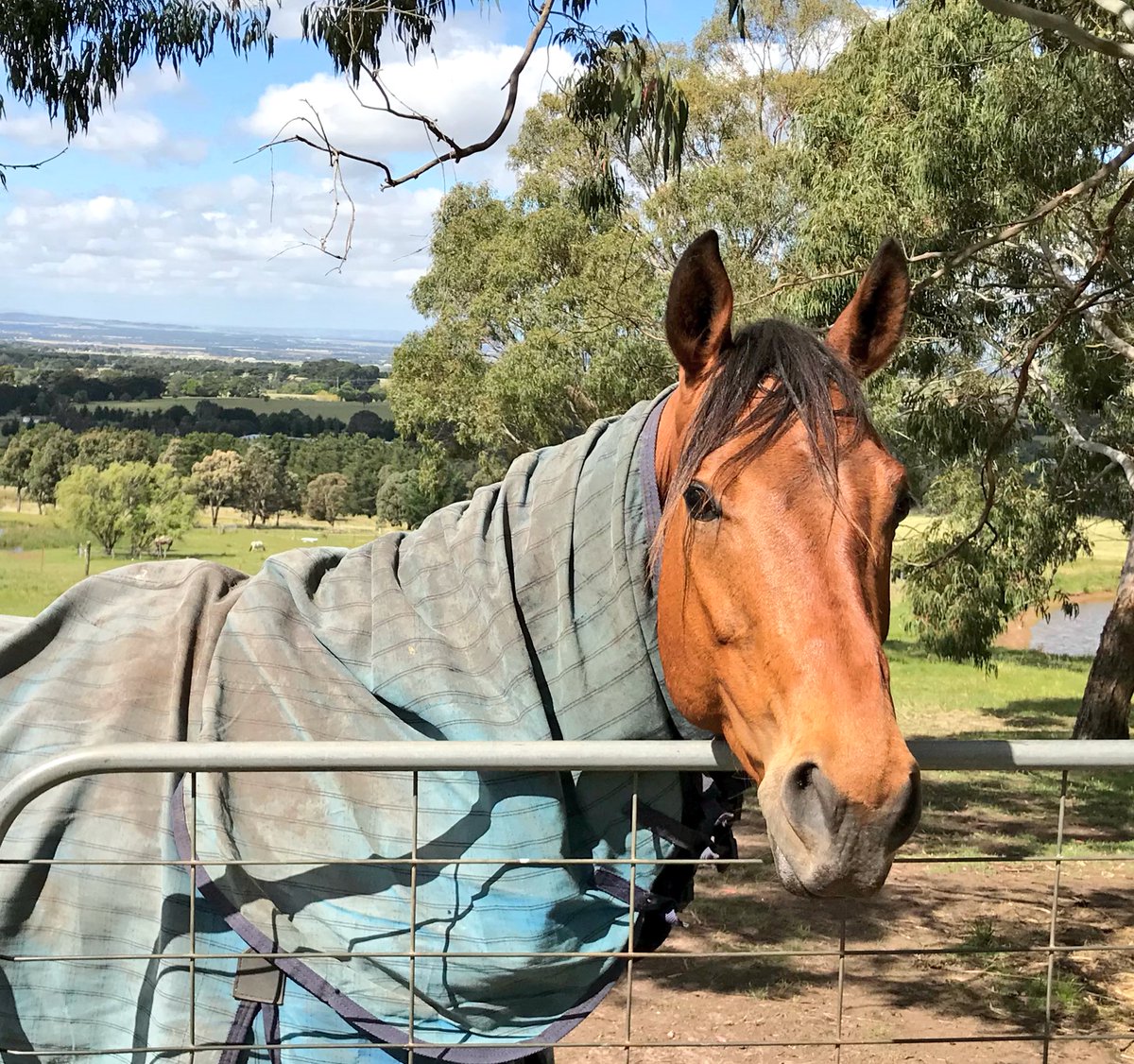 jtzaf's tweet image. Contrary to what you might read/hear over the next 24 hours, this is the fate of thousands of failed/slow racehorses - a happy life @Racing