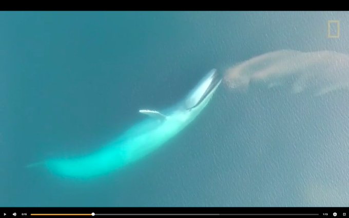 シロナガスクジラのtwitterイラスト検索結果 古い順