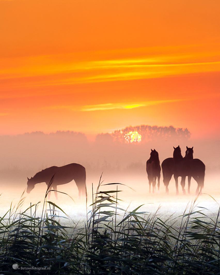 AndreiAndrei63's tweet photo. The foggy dawn. https://t.co/ShvvgVzgto