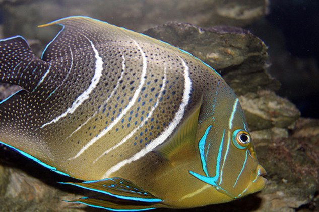MyAquariumDepot's tweet photo. Semi circle angelfish by flowcomm License = Attribution 11.05.2017
#aquarium #reeftank #sea
#nuisancealgae #seahor… https://t.co/rI25cHeq5p https://t.co/BtfophPSoF