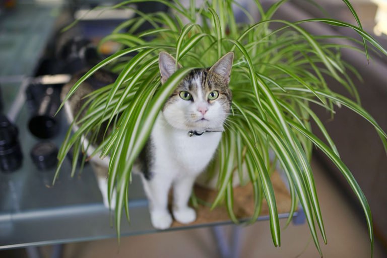 houseleisureSA's tweet photo. For an instant decor enhancer that won't faze your beloved pets, try these non-toxic options: https://t.co/OKSj8cyU0y https://t.co/kXRYxmdZp6