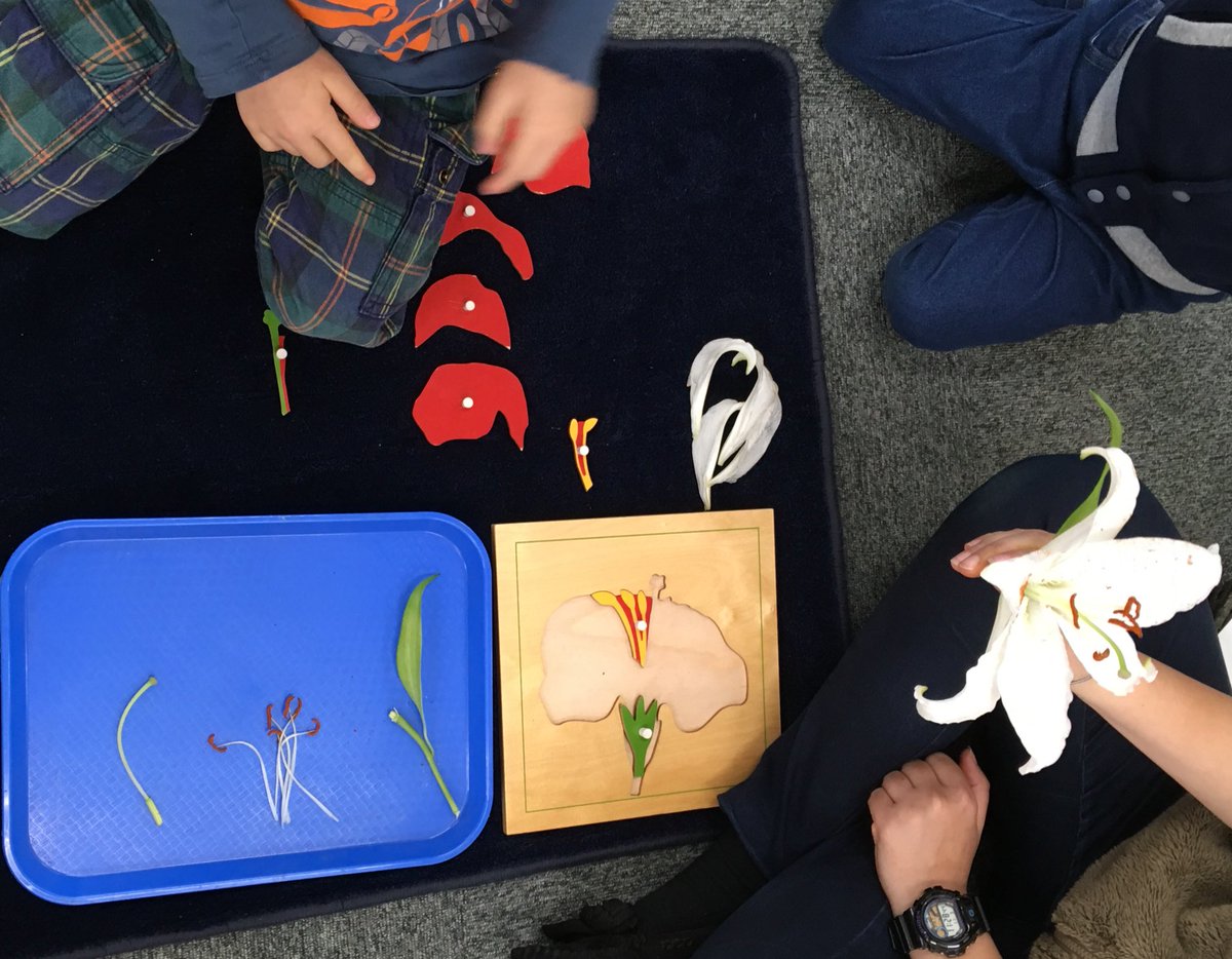 MSTokyoSequoia's tweet photo. Introducing parts of a flower using a real lily! #MSTbotany #MSTnature #MSTsunshine https://t.co/5AkDapJXTZ