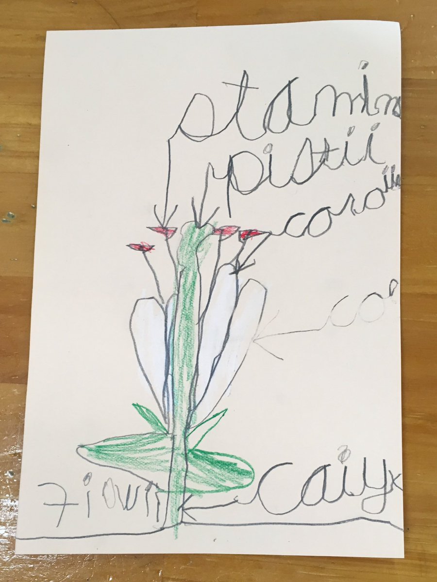 MSTokyoSequoia's tweet photo. Introducing parts of a flower using a real lily! #MSTbotany #MSTnature #MSTsunshine https://t.co/5AkDapJXTZ